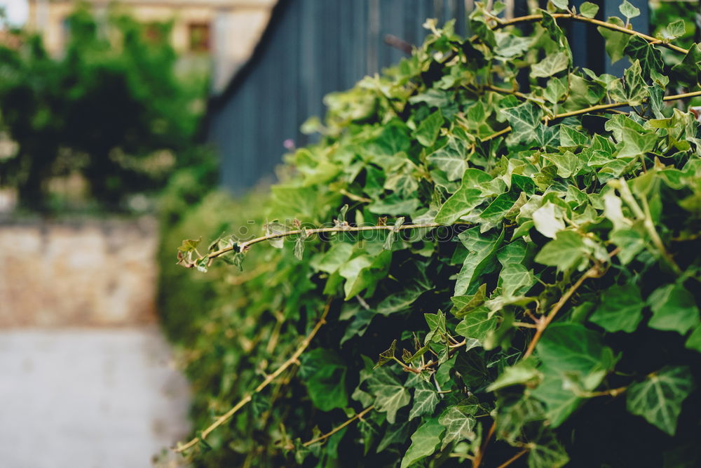 Similar – Image, Stock Photo unnoticed Environment