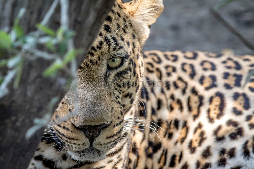 Similar – Image, Stock Photo Starring Cheetah in the Kruger.