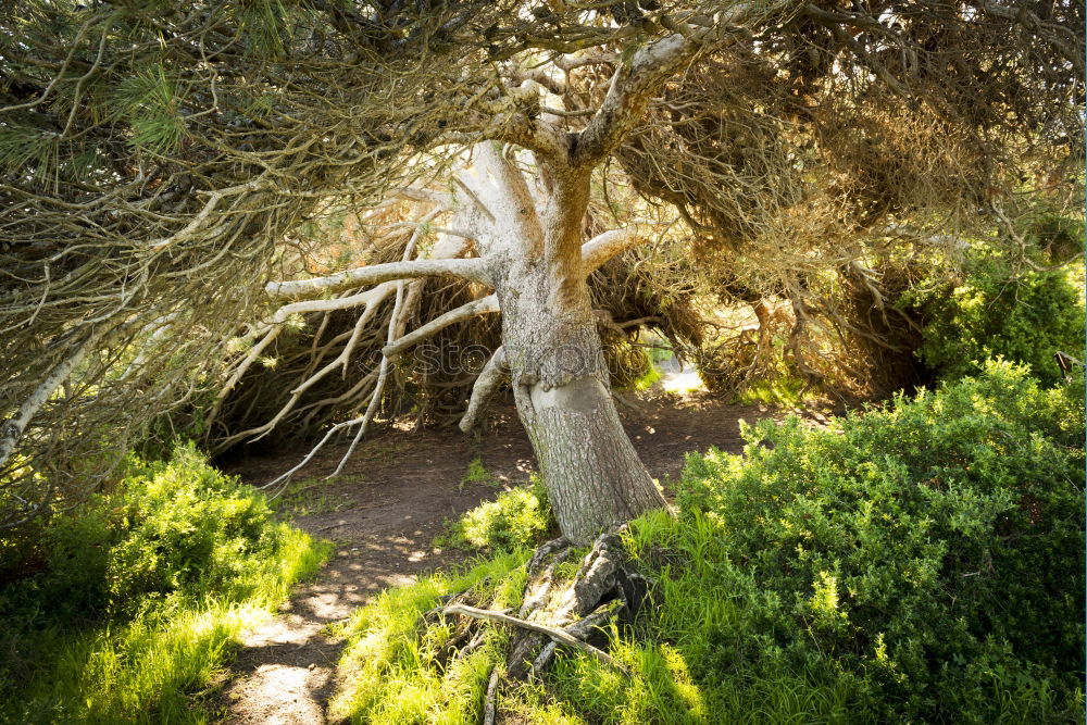 Similar – twisted tree Tree Branch