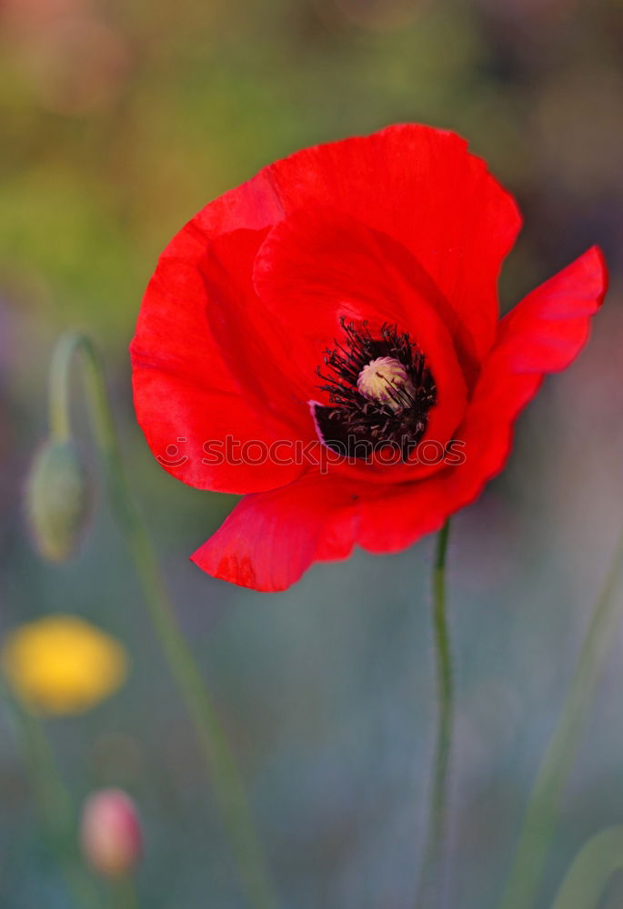 Similar – Image, Stock Photo summery red-green contrast