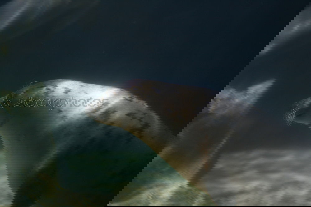 Similar – Foto Bild Schau mir in die Augen kleines