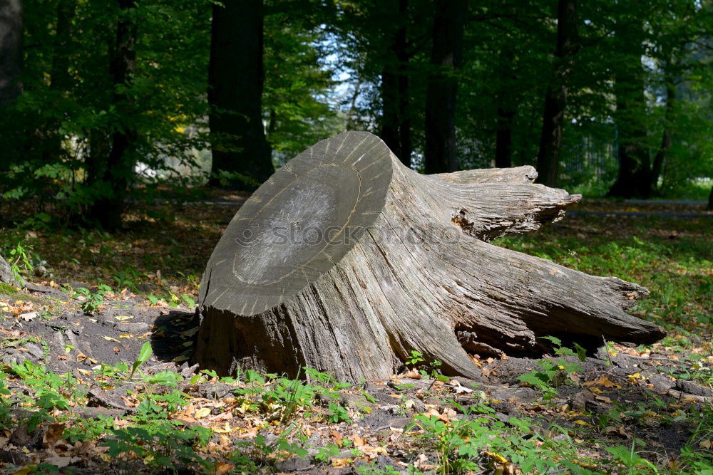 Foto Bild Spiegel im Wald Umwelt