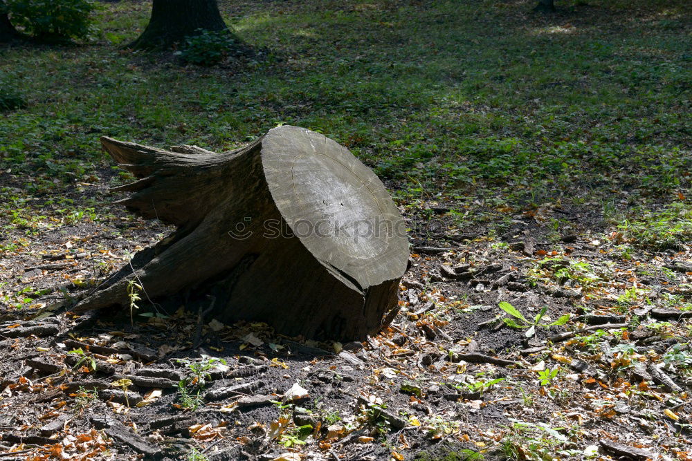 Similar – turtle. Transport