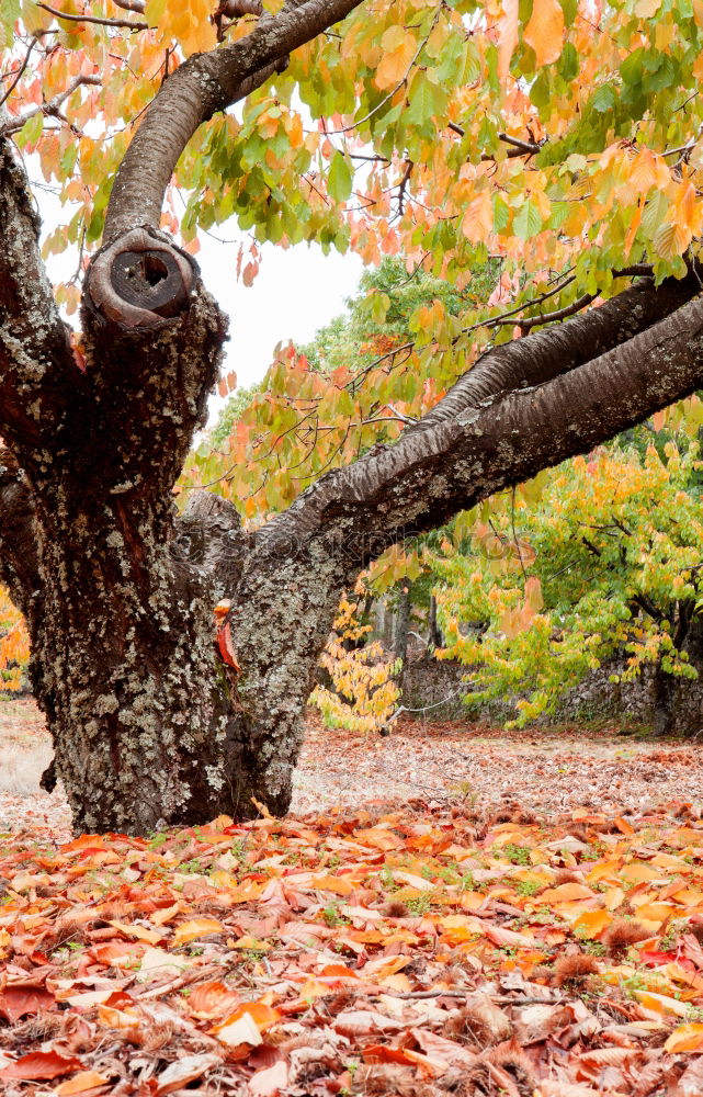 Similar – Image, Stock Photo Stones overgrown with green moss lie in the bed of the Ilse, the leaves of the slowly autumnal coloring trees are reflected in the water