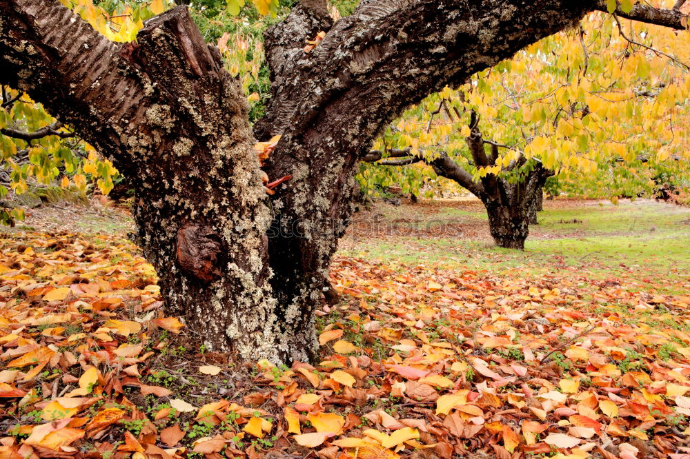 Similar – Herbstlich gerahmt Glück