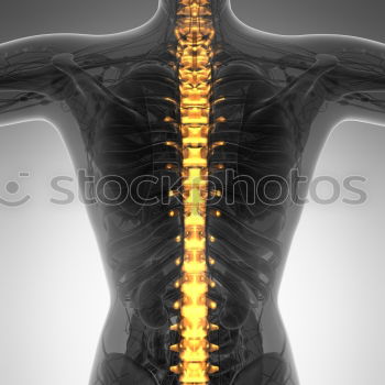Similar – hals Wirbelsäule Rippen