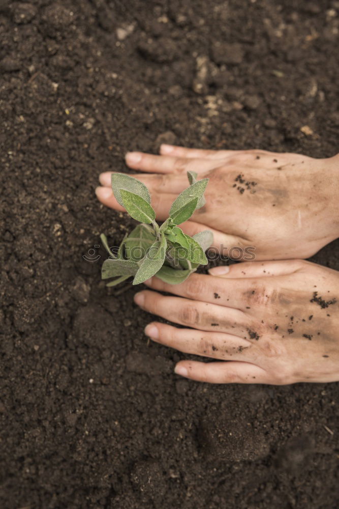 Similar – FORGET-ME-NOT Hand Earth