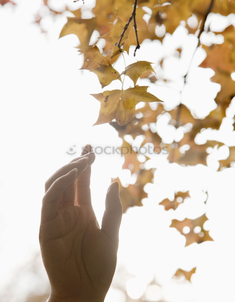 Similar – Image, Stock Photo Christmas star in hands