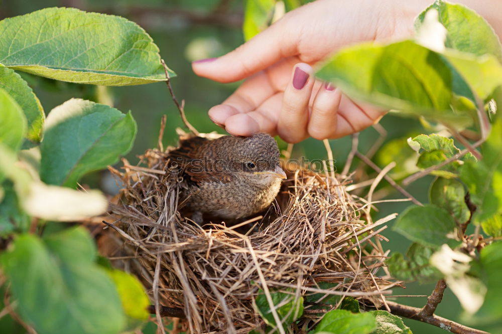 Similar – Image, Stock Photo Empty nest in daddys hand