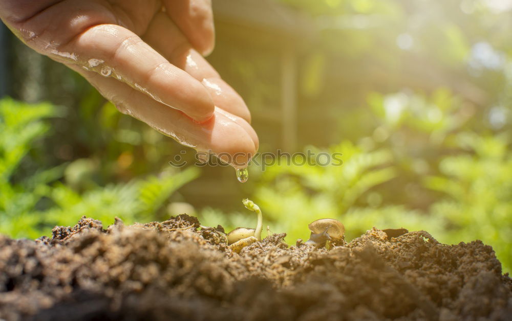 Similar – Picking radishes in the garden.