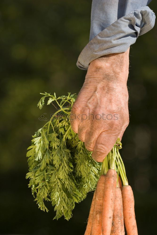 Similar – baby carrot Food Vegetable