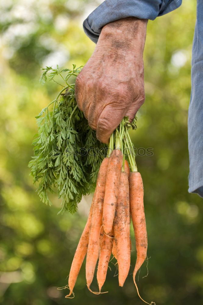 Similar – Farmer at the carrot harvest of fresh carrots outdoors