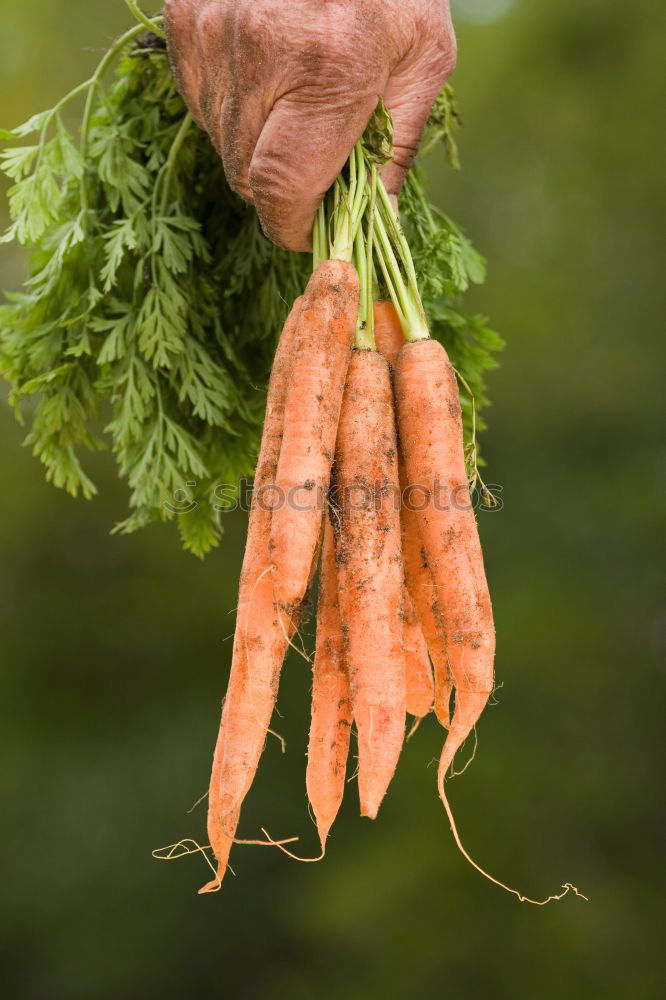 Similar – baby carrot Food Vegetable