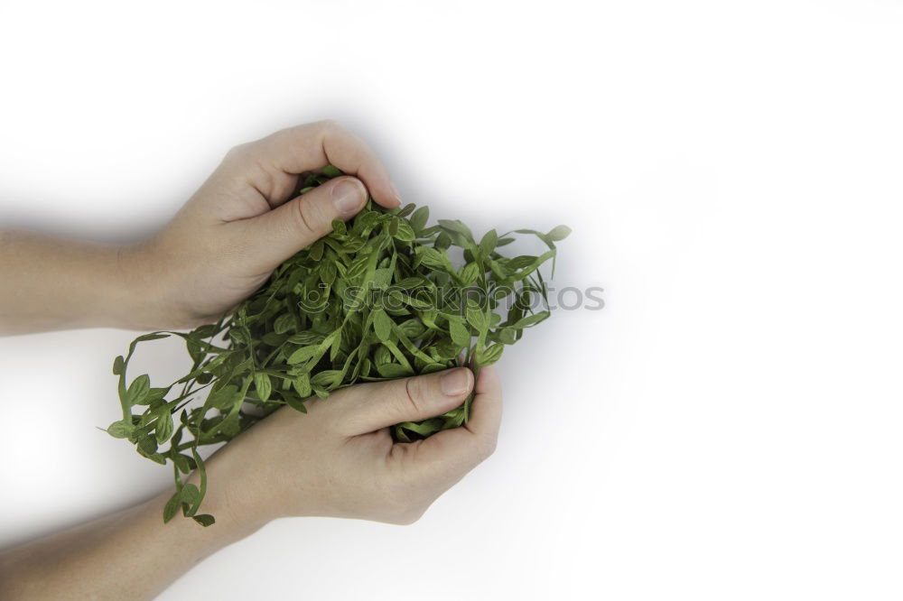 Similar – Image, Stock Photo rocket salad Food