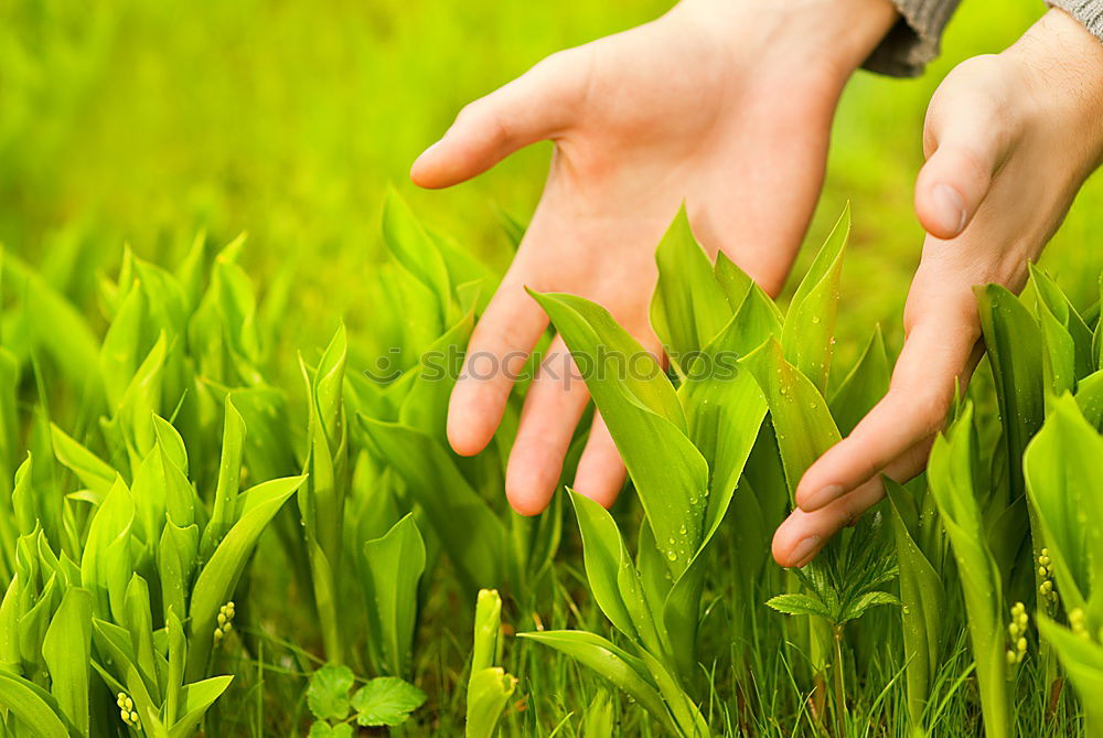 Similar – Image, Stock Photo Hand full of wild berries