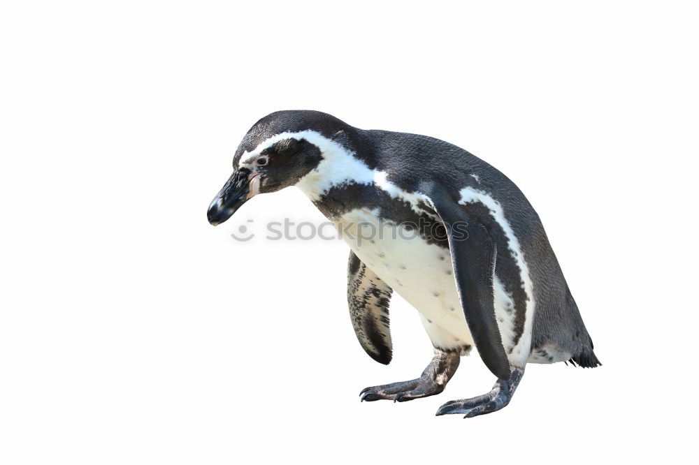 Similar – penguin Web-footed birds