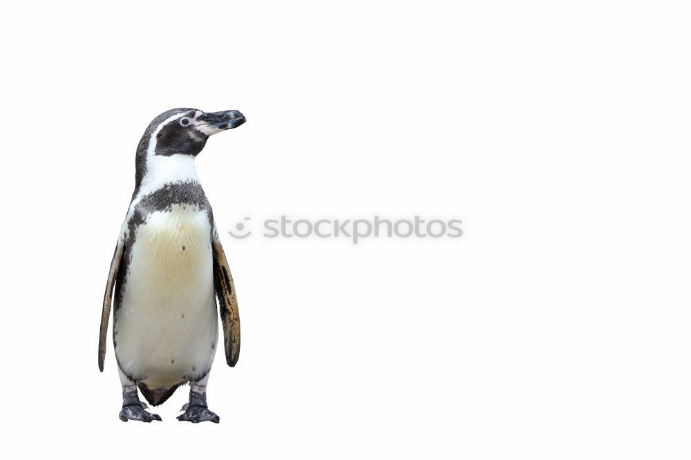 Similar – penguin Web-footed birds