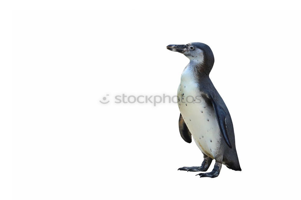 Similar – penguin Web-footed birds