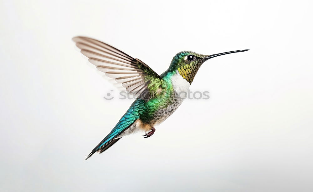 Similar – Flying Artist (Hummingbird, Cloud Forest Ecuador)