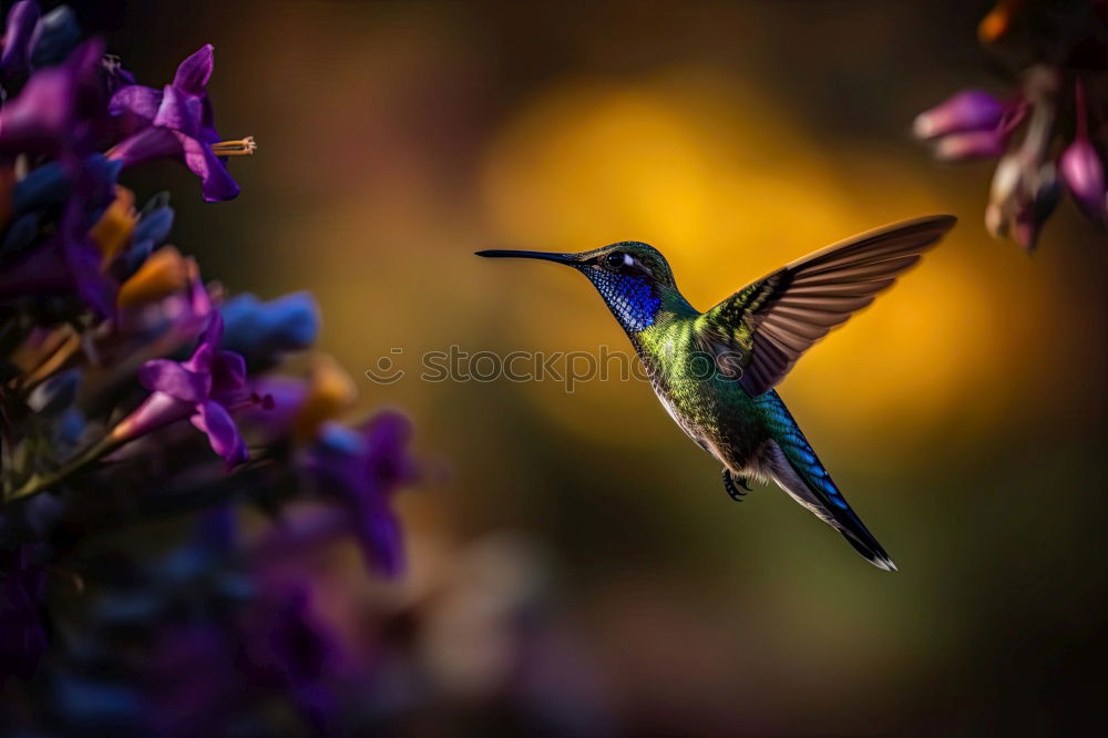 Similar – Image, Stock Photo nectar bird Far-off places