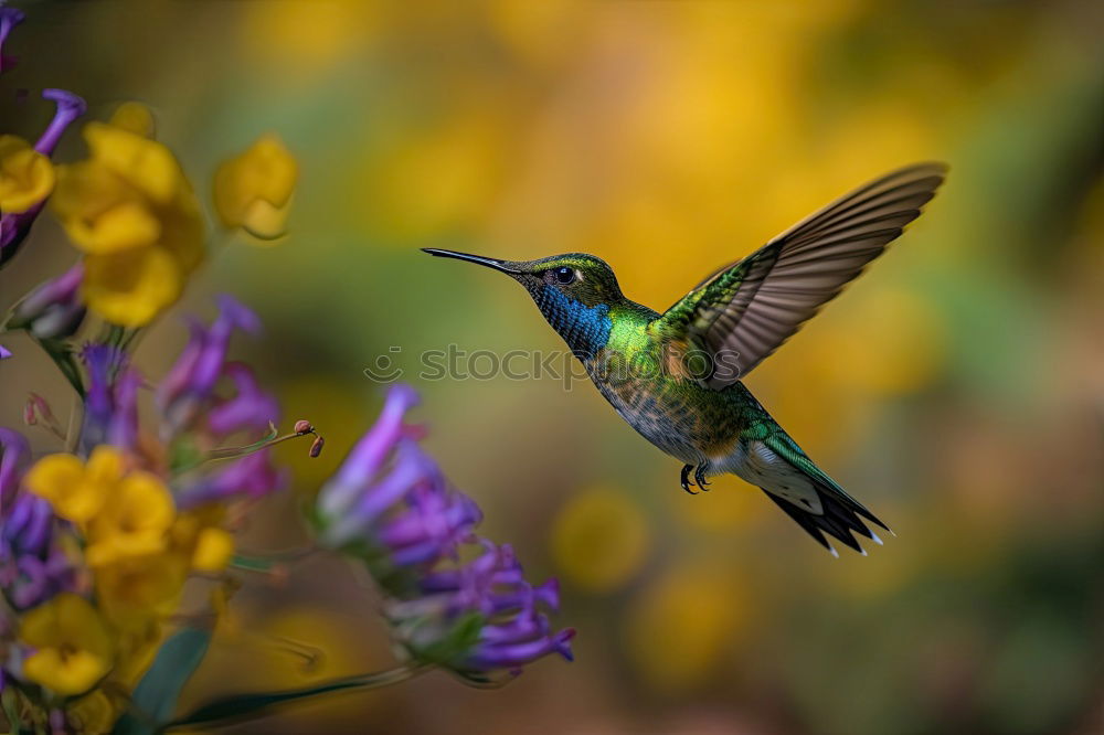 Similar – Image, Stock Photo Lobelia Sunbird Plant Bog