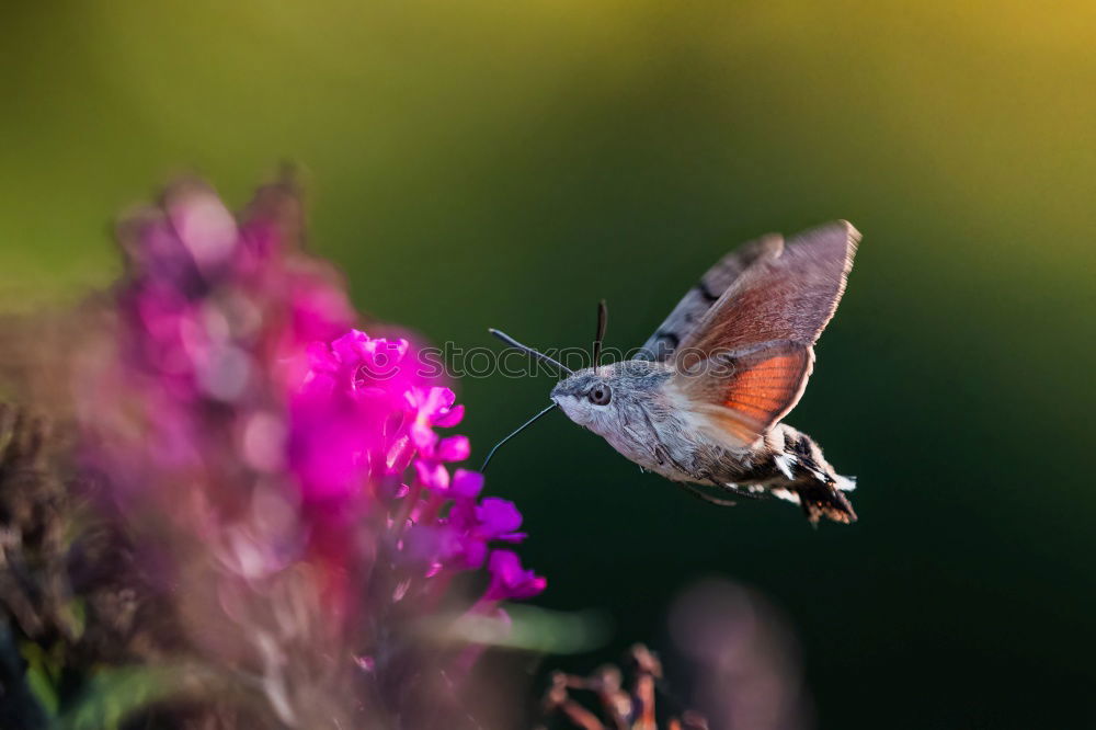 Similar – Image, Stock Photo Butterfly red-blue