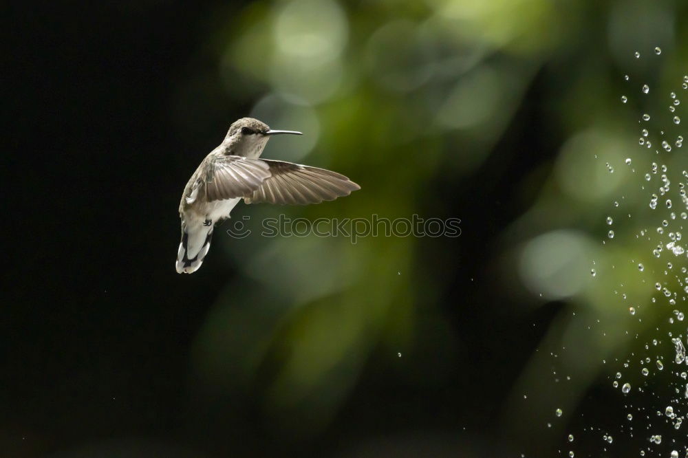 Similar – Image, Stock Photo Freiburg Münster-Spatz (FR 6/10)