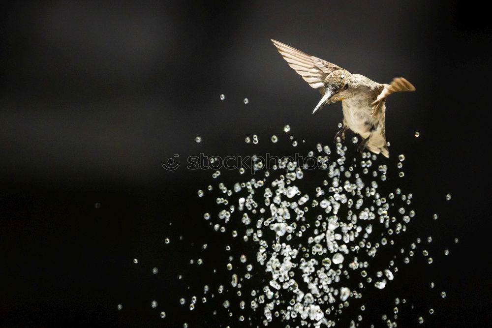 Similar – gulls Water Animal