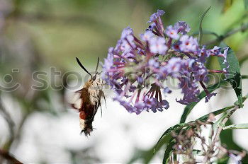 Similar – Image, Stock Photo Dove tail and sage flower