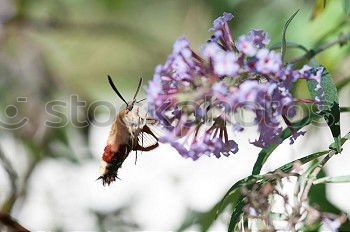 Similar – Image, Stock Photo Dove tail and sage flower