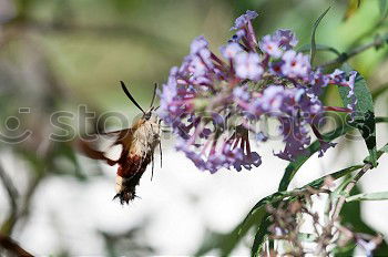 Similar – Foto Bild Schmetterling *4 Blume rot