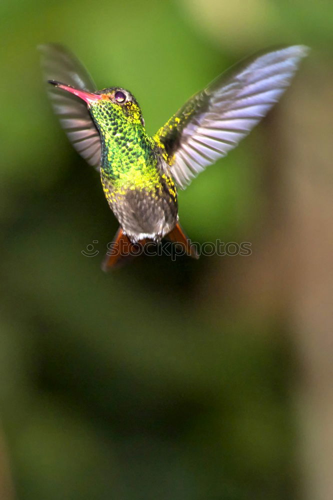 Similar – Flying Artist (Hummingbird, Cloud Forest Ecuador)