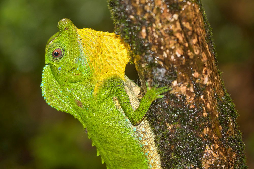 cute tree frog climbing on twig