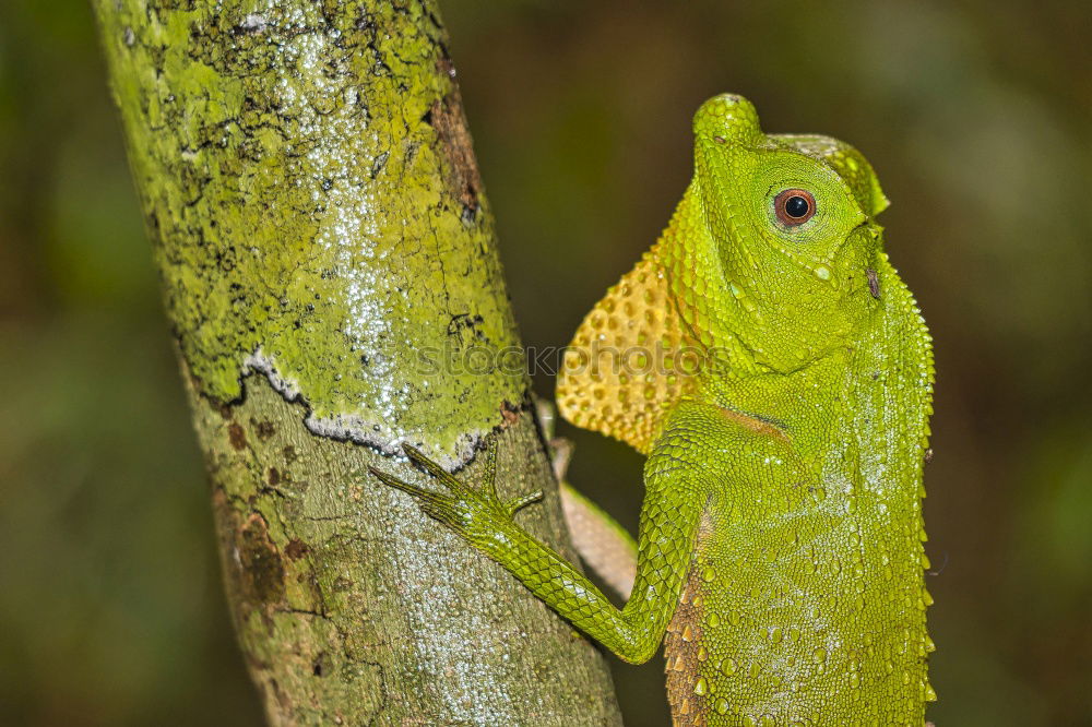 Similar – cute tree frog climbing on twig