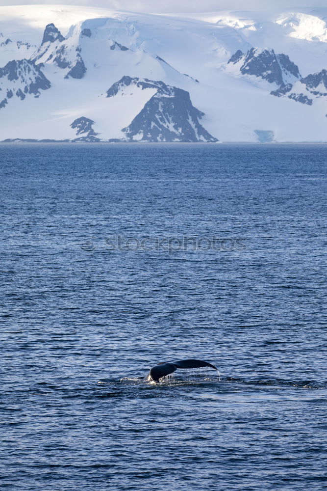 Similar – Whale swimming icy ocean