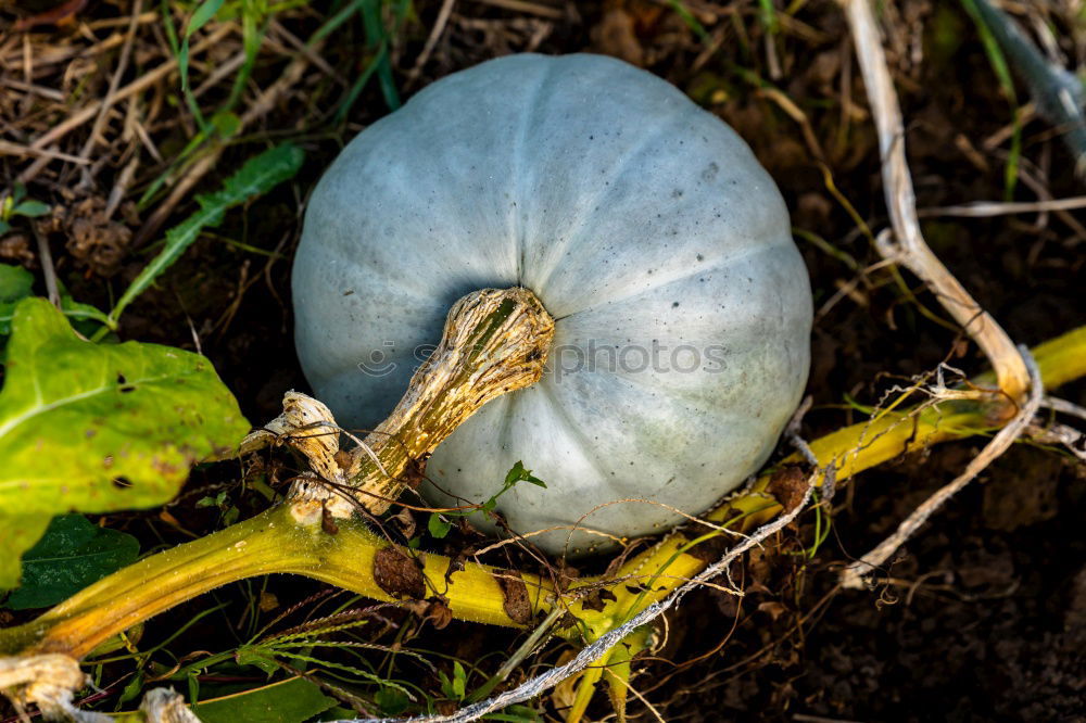 Similar – Image, Stock Photo Kohlrabi Pflanze Nahrung