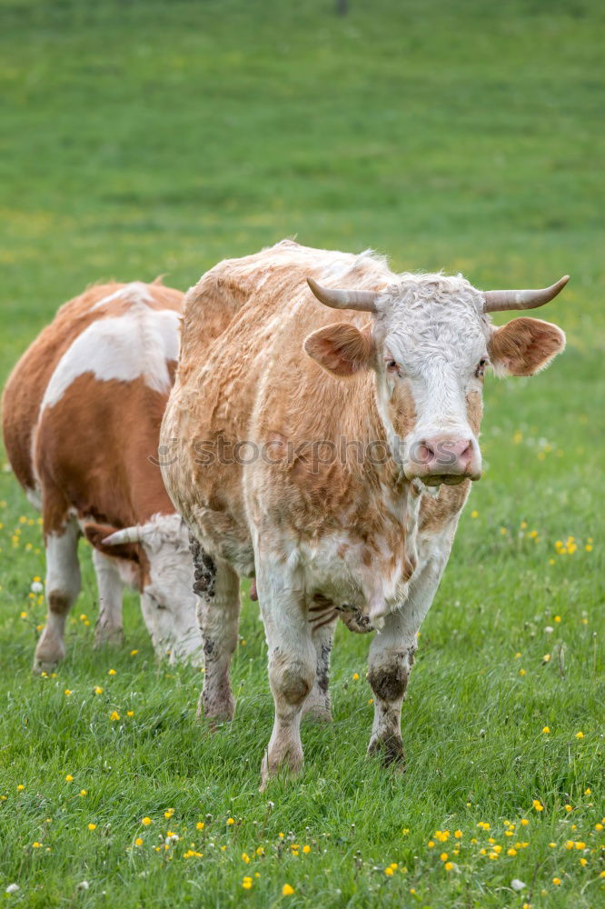 Similar – Foto Bild Kühe Kuh Rind Wiese Gras