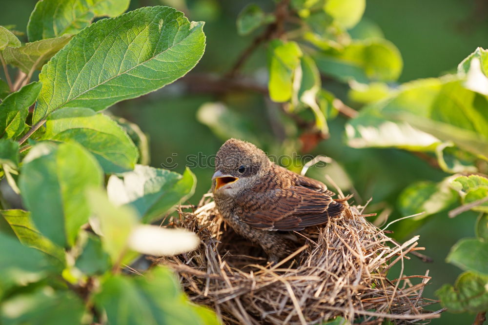 Similar – Image, Stock Photo Blackbird-females-over-chick-bag_MG_1748