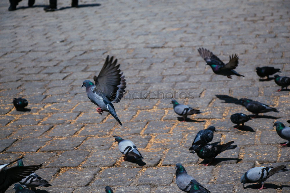 Similar – Spatzen von Venedig Vogel