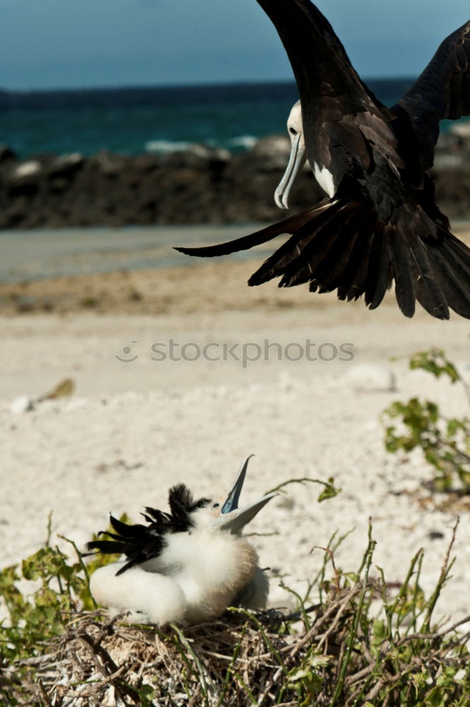 Similar – flock of white gulls