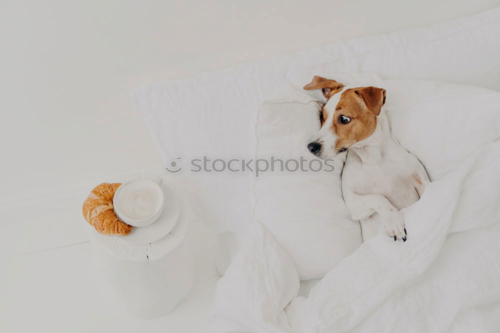 Similar – cute small dog lying on bed. Pets indoors. Relax concept