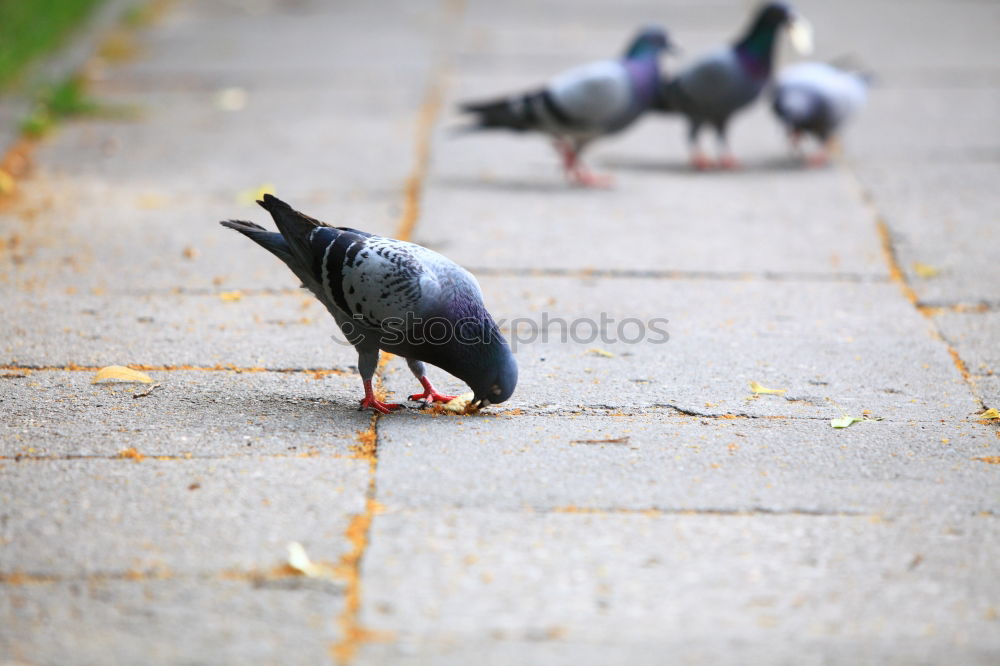 Similar – Image, Stock Photo Small meal for a pigeon . She has found something to eat.