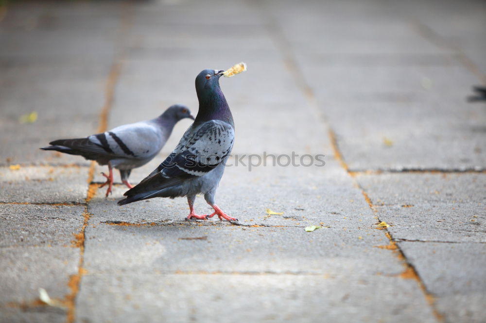 Image, Stock Photo Small meal for a pigeon . She has found something to eat.