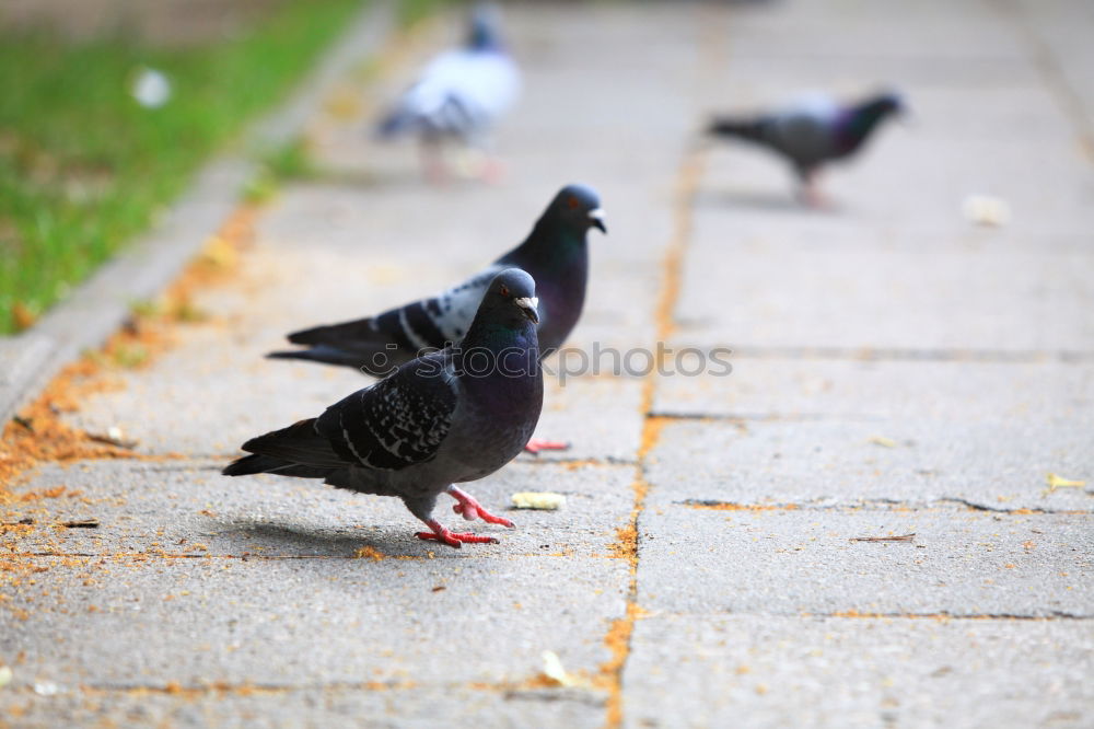 Similar – Image, Stock Photo Small meal for a pigeon . She has found something to eat.