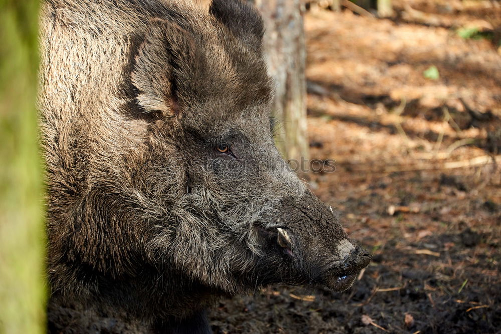 Similar – Portrait of a wild boar