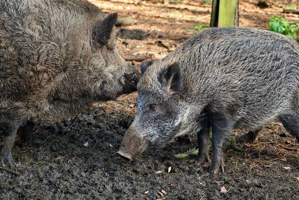 Similar – Image, Stock Photo Piggeldy and Frederik