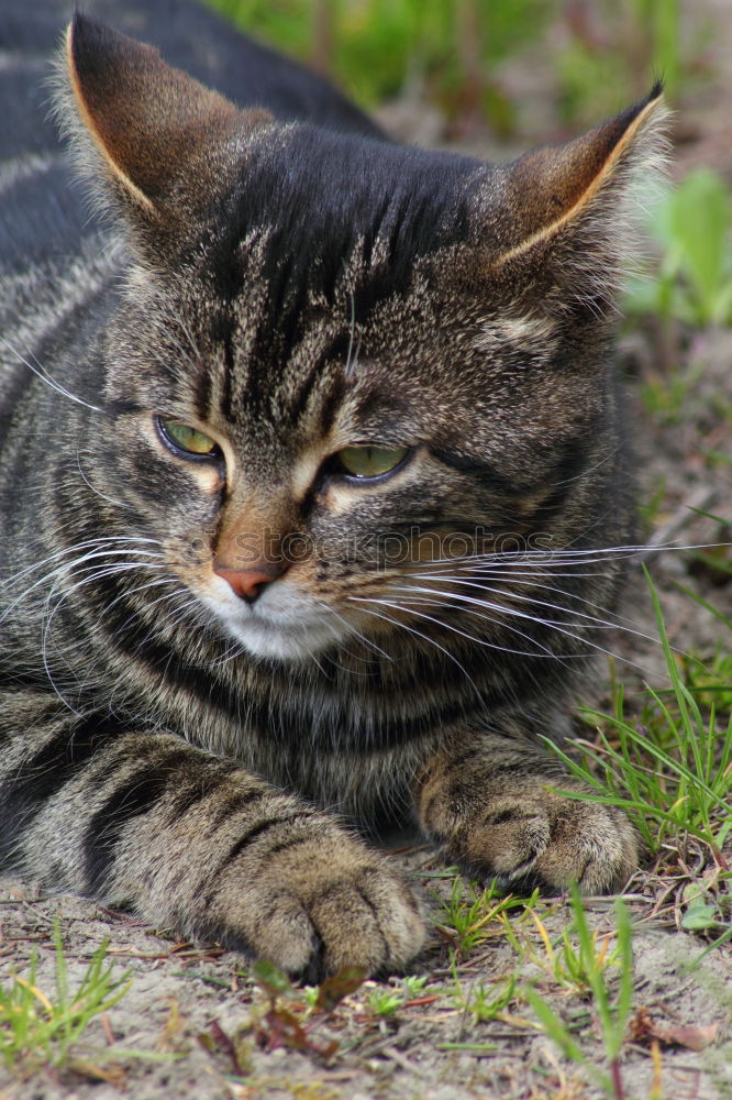 Similar – Image, Stock Photo Nice Cat Pet
