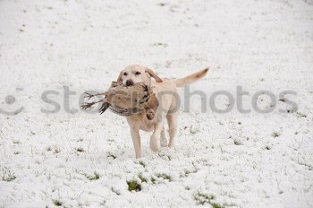 snow hare Nature Winter