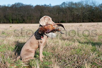 Similar – Image, Stock Photo summer sun Hound Dog