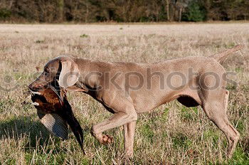 Similar – Image, Stock Photo Dog at the beach Whippet